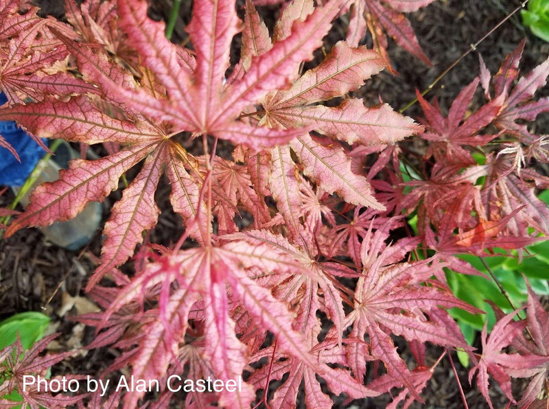 - Acer palmatum 'Mikazuki' Japanese Maple - Mr Maple │ Buy Japanese Maple Trees