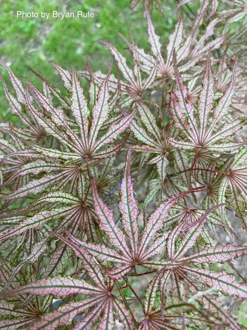 - Acer palmatum 'Mikazuki' Japanese Maple - Mr Maple │ Buy Japanese Maple Trees