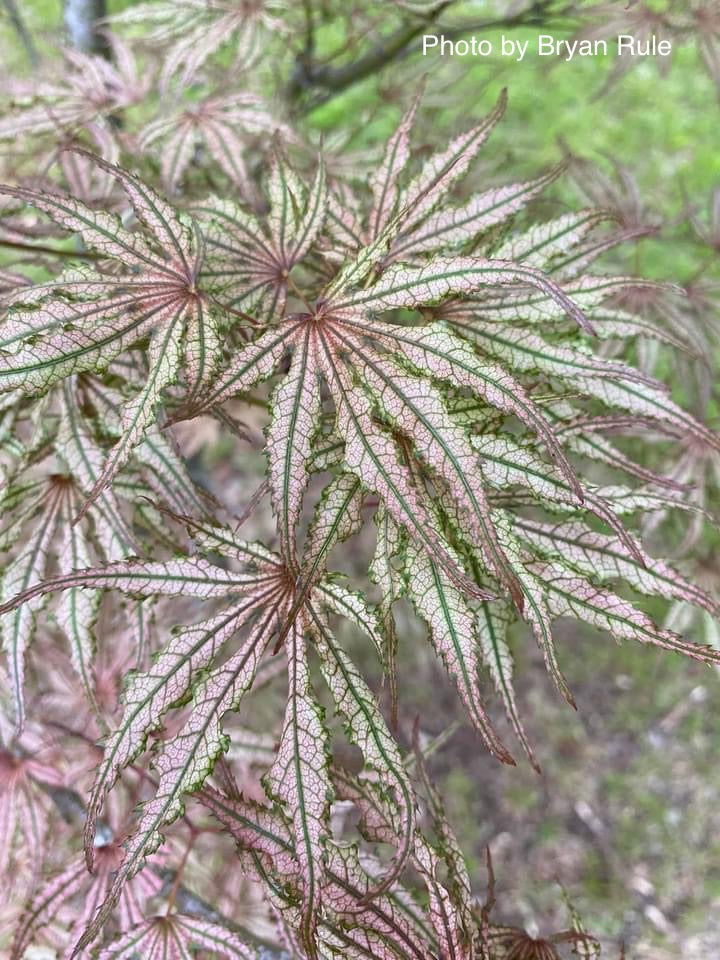 - Acer palmatum 'Mikazuki' Japanese Maple - Mr Maple │ Buy Japanese Maple Trees