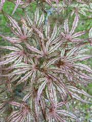 - Acer palmatum 'Mikazuki' Japanese Maple - Mr Maple │ Buy Japanese Maple Trees