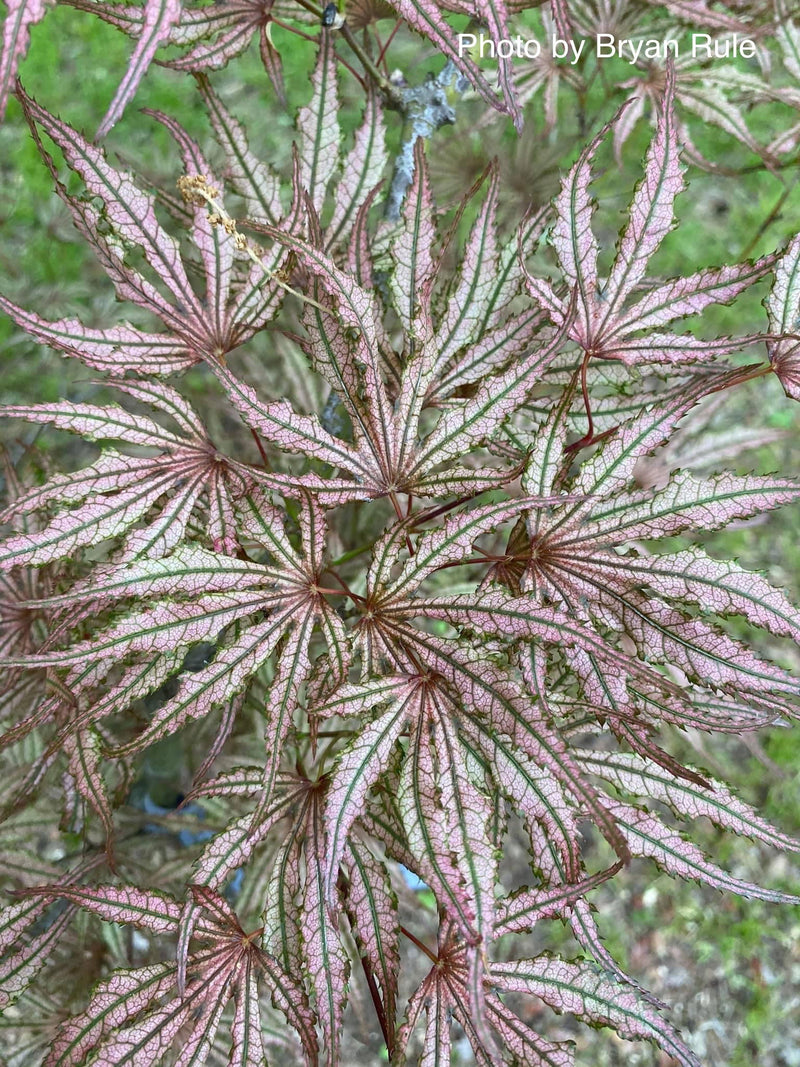 - Acer palmatum 'Mikazuki' Japanese Maple - Mr Maple │ Buy Japanese Maple Trees