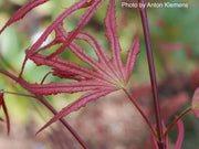 - Acer palmatum 'Mikazuki' Japanese Maple - Mr Maple │ Buy Japanese Maple Trees