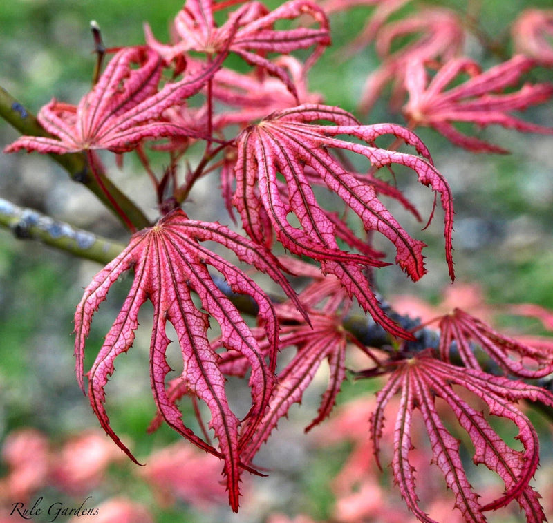 - Acer palmatum 'Mikazuki' Japanese Maple - Mr Maple │ Buy Japanese Maple Trees