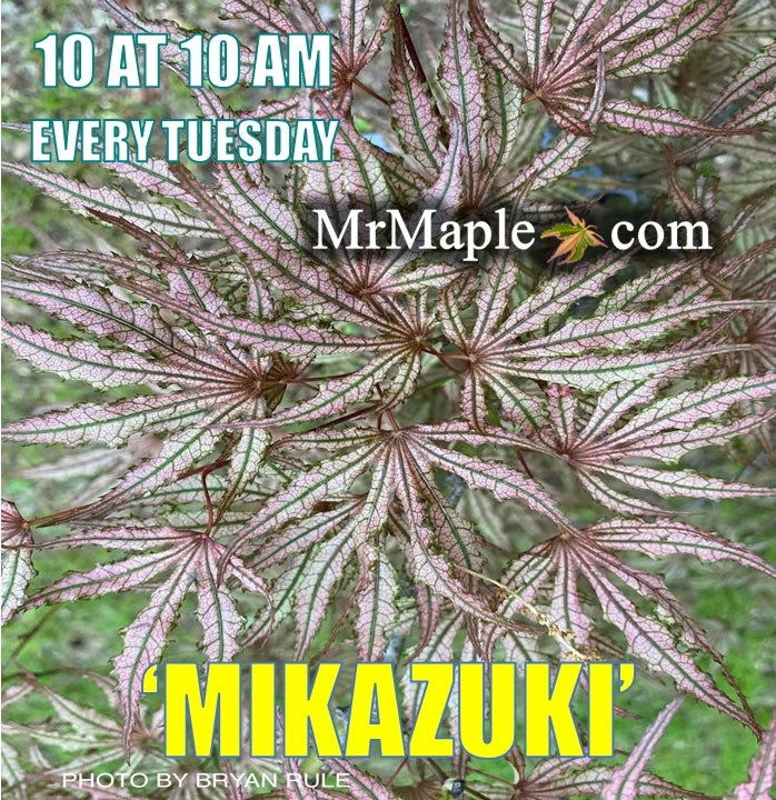 - Acer palmatum 'Mikazuki' Japanese Maple - Mr Maple │ Buy Japanese Maple Trees