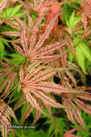 - Acer palmatum 'Mikazuki' Japanese Maple - Mr Maple │ Buy Japanese Maple Trees