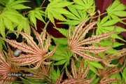 - Acer palmatum 'Mikazuki' Japanese Maple - Mr Maple │ Buy Japanese Maple Trees