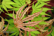 - Acer palmatum 'Mikazuki' Japanese Maple - Mr Maple │ Buy Japanese Maple Trees