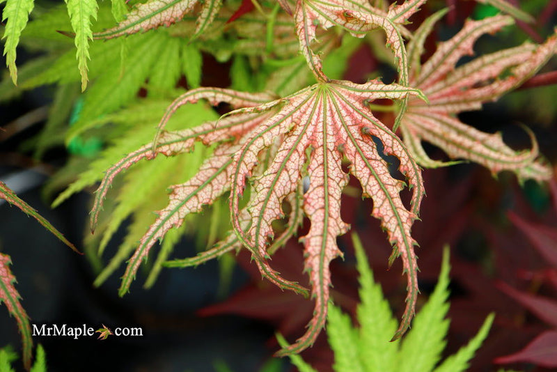 - Acer palmatum 'Mikazuki' Japanese Maple - Mr Maple │ Buy Japanese Maple Trees