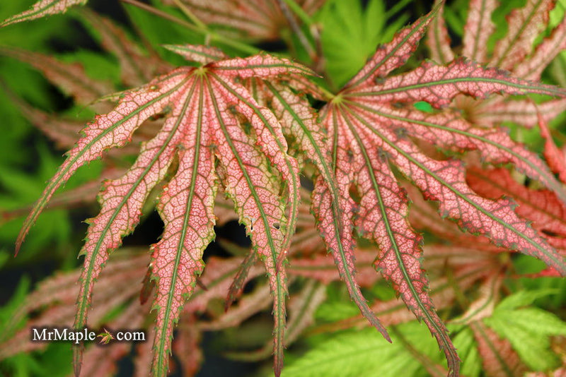 - Acer palmatum 'Mikazuki' Japanese Maple - Mr Maple │ Buy Japanese Maple Trees