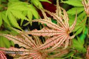 - Acer palmatum 'Mikazuki' Japanese Maple - Mr Maple │ Buy Japanese Maple Trees