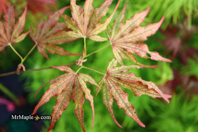 - Acer palmatum 'Mikazuki' Japanese Maple - Mr Maple │ Buy Japanese Maple Trees