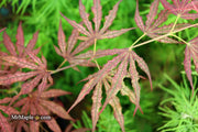 - Acer palmatum 'Mikazuki' Japanese Maple - Mr Maple │ Buy Japanese Maple Trees