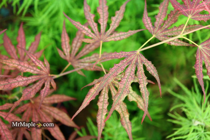 - Acer palmatum 'Mikazuki' Japanese Maple - Mr Maple │ Buy Japanese Maple Trees