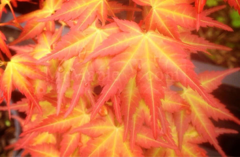 - Acer palmatum 'Mikomo nishiki' Japanese Maple - Mr Maple │ Buy Japanese Maple Trees