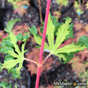 - Acer palmatum 'Milky Way' Agina Japanese Maple - Mr Maple │ Buy Japanese Maple Trees