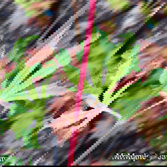 - Acer palmatum 'Milky Way' Agina Japanese Maple - Mr Maple │ Buy Japanese Maple Trees