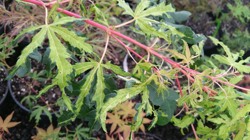 - Acer palmatum 'Milky Way' Agina Japanese Maple - Mr Maple │ Buy Japanese Maple Trees