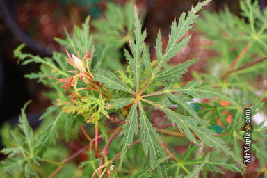 - Acer palmatum 'Millstone Chimney Red' Japanese Maple - Mr Maple │ Buy Japanese Maple Trees