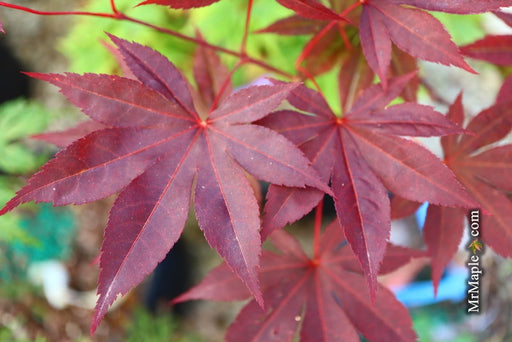 - Acer palmatum 'Millstone Dark Red' Japanese Maple - Mr Maple │ Buy Japanese Maple Trees