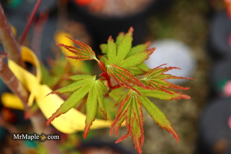 - Acer palmatum 'Millstone Pinkie' Rare Japanese Maple - Mr Maple │ Buy Japanese Maple Trees