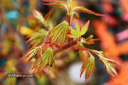 - Acer palmatum 'Millstone Pinkie' Rare Japanese Maple - Mr Maple │ Buy Japanese Maple Trees