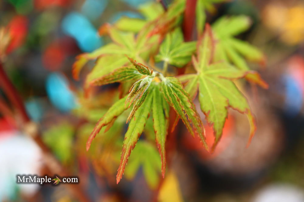 Buy Acer palmatum 'Millstone Pinkie' Rare Japanese Maple — Mr