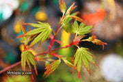 - Acer palmatum 'Millstone Pinkie' Rare Japanese Maple - Mr Maple │ Buy Japanese Maple Trees