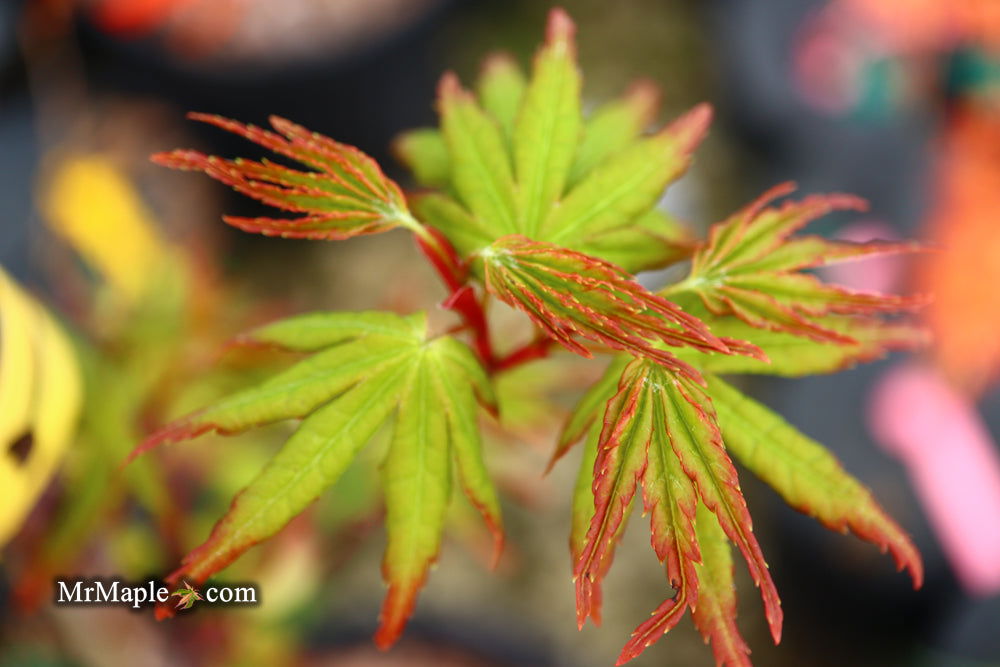 Buy Acer palmatum 'Millstone Pinkie' Rare Japanese Maple — Mr