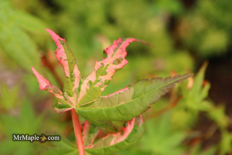 - Acer palmatum 'Millstone Splash' Rare Japanese Maple - Mr Maple │ Buy Japanese Maple Trees