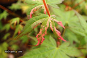 - Acer palmatum 'Millstone Splash' Rare Japanese Maple - Mr Maple │ Buy Japanese Maple Trees