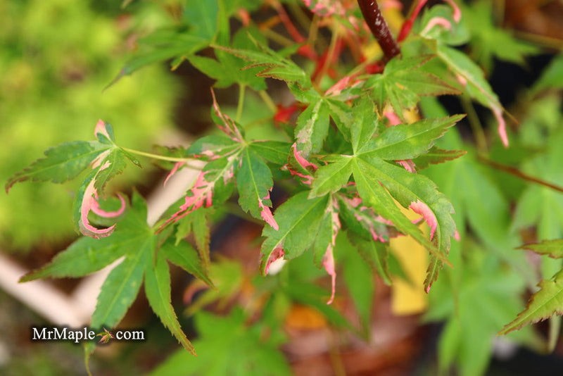 - Acer palmatum 'Millstone Splash' Rare Japanese Maple - Mr Maple │ Buy Japanese Maple Trees