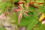 - Acer palmatum 'Millstone Splash' Rare Japanese Maple - Mr Maple │ Buy Japanese Maple Trees