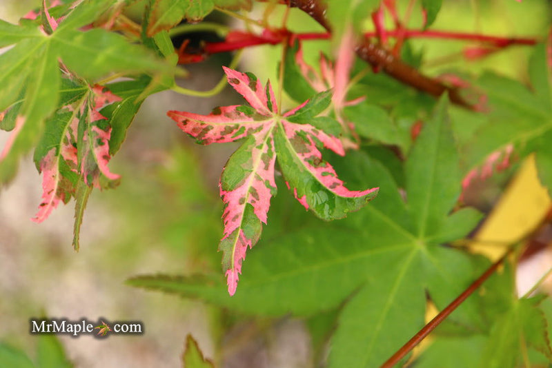 - Acer palmatum 'Millstone Splash' Rare Japanese Maple - Mr Maple │ Buy Japanese Maple Trees