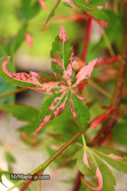 - Acer palmatum 'Millstone Splash' Rare Japanese Maple - Mr Maple │ Buy Japanese Maple Trees