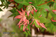 - Acer palmatum 'Millstone Splash' Rare Japanese Maple - Mr Maple │ Buy Japanese Maple Trees