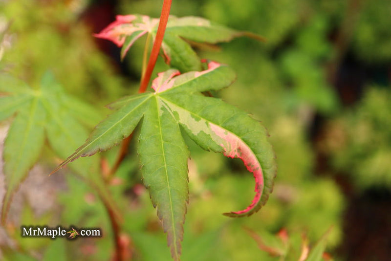 - Acer palmatum 'Millstone Splash' Rare Japanese Maple - Mr Maple │ Buy Japanese Maple Trees