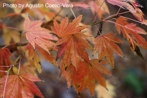 - Acer palmatum 'Mimaye' Japanese Maple - Mr Maple │ Buy Japanese Maple Trees