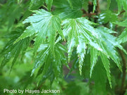- Acer palmatum 'Mimaye' Japanese Maple - Mr Maple │ Buy Japanese Maple Trees