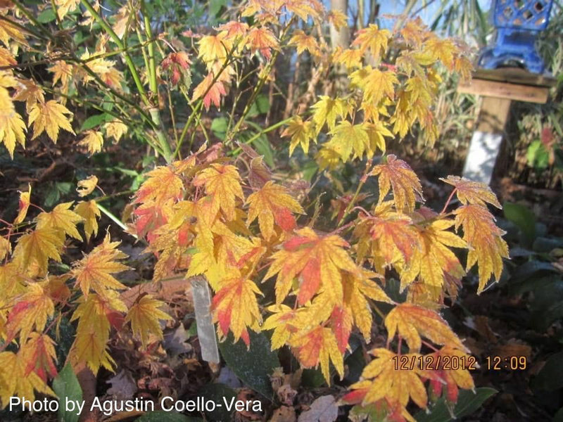 - Acer palmatum 'Mimaye' Japanese Maple - Mr Maple │ Buy Japanese Maple Trees