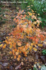 - Acer palmatum 'Mimaye' Japanese Maple - Mr Maple │ Buy Japanese Maple Trees