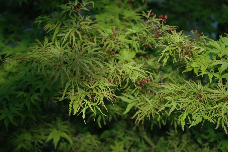 - Acer palmatum 'Mini Mondo' Dwarf Japanese Maple - Mr Maple │ Buy Japanese Maple Trees