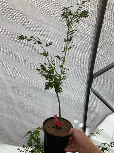 - Acer palmatum 'Mini Mondo' Dwarf Japanese Maple - Mr Maple │ Buy Japanese Maple Trees