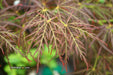 - Acer palmatum 'Mioun' Weeping Japanese Maple - Mr Maple │ Buy Japanese Maple Trees