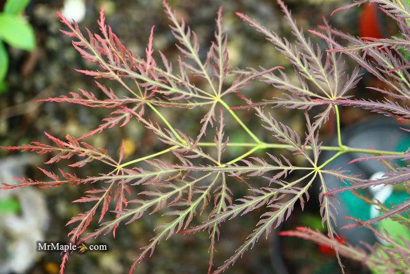 - Acer palmatum 'Mioun' Weeping Japanese Maple - Mr Maple │ Buy Japanese Maple Trees