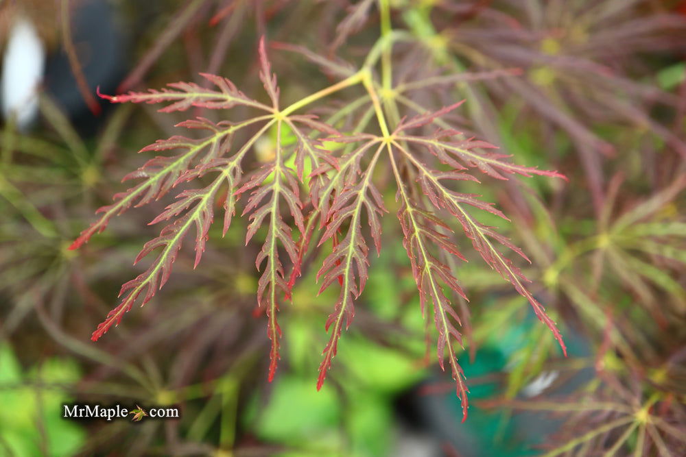 - Acer palmatum 'Mioun' Weeping Japanese Maple - Mr Maple │ Buy Japanese Maple Trees