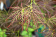 - Acer palmatum 'Mioun' Weeping Japanese Maple - Mr Maple │ Buy Japanese Maple Trees