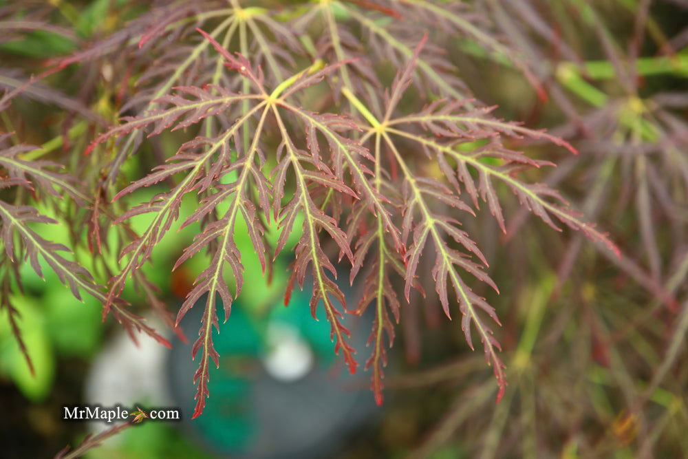 - Acer palmatum 'Mioun' Weeping Japanese Maple - Mr Maple │ Buy Japanese Maple Trees