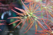- Acer palmatum 'Mioun' Weeping Japanese Maple - Mr Maple │ Buy Japanese Maple Trees