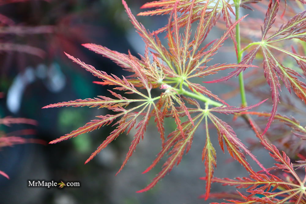 - Acer palmatum 'Mioun' Weeping Japanese Maple - Mr Maple │ Buy Japanese Maple Trees