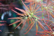 - Acer palmatum 'Mioun' Weeping Japanese Maple - Mr Maple │ Buy Japanese Maple Trees